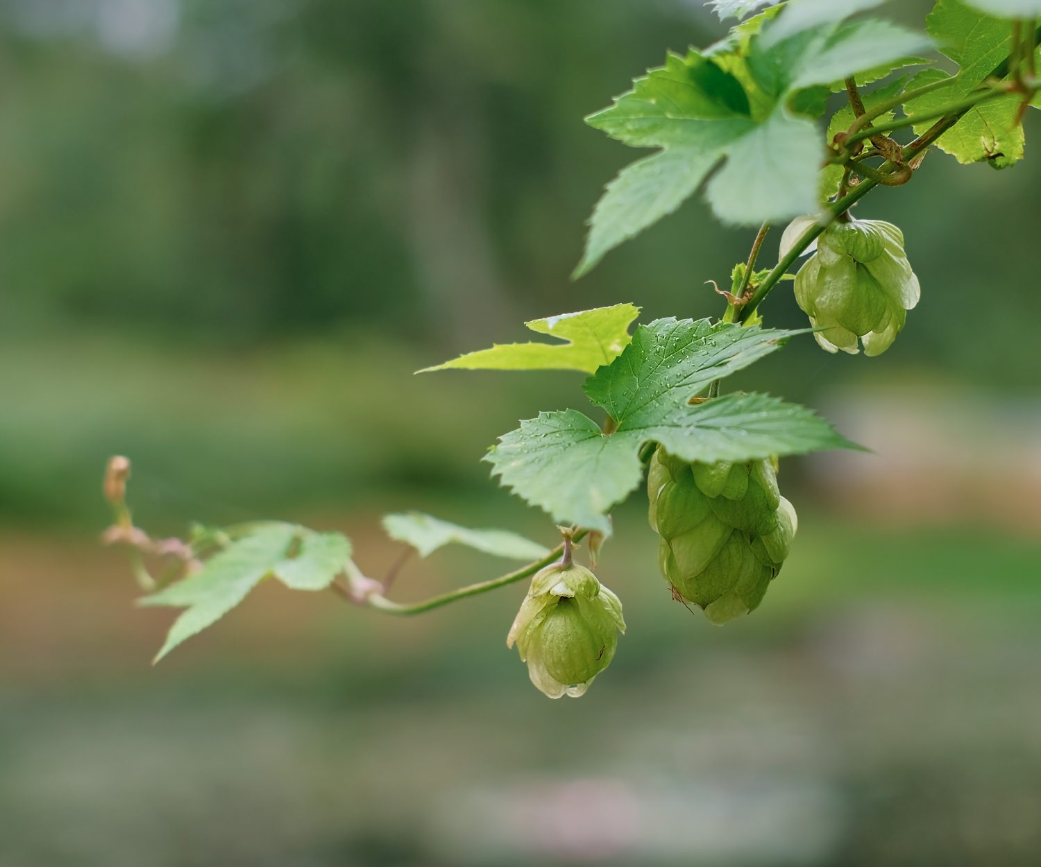 Green fresh hop cones in water drops, selective focus on the cones. Hops for making beer and bread, agricultural background with copy space. Details of hop cones before harvest