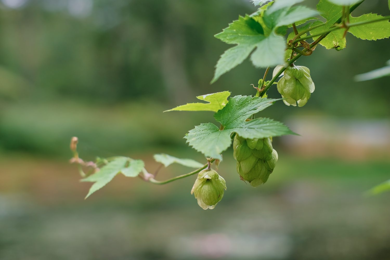 Green fresh hop cones in water drops, selective focus on the cones. Hops for making beer and bread, agricultural background with copy space. Details of hop cones before harvest
